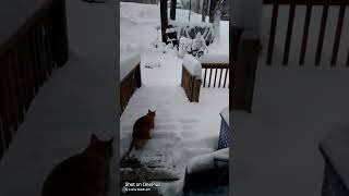 Princess and a Snowstorm 😺😺. She's not impressed Mom hasn't shoved yet 🤣🤣