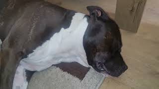 Amstaff Barkingrunning While Sleeping