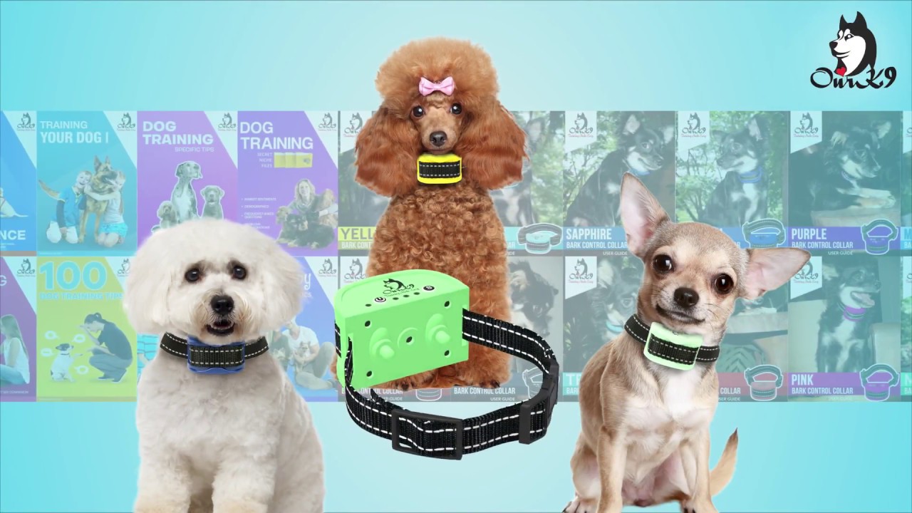 Bark Collar for Small Dogs "Mint" Showing the Benefits and Features.