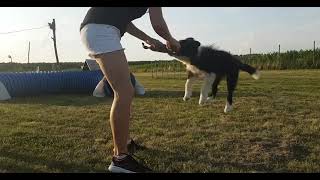 Border Collie tricks 3 months old - Bloom by Ellany Ipša - Border Collie Hyper Paw kennel 474 views 2 years ago 1 minute, 48 seconds