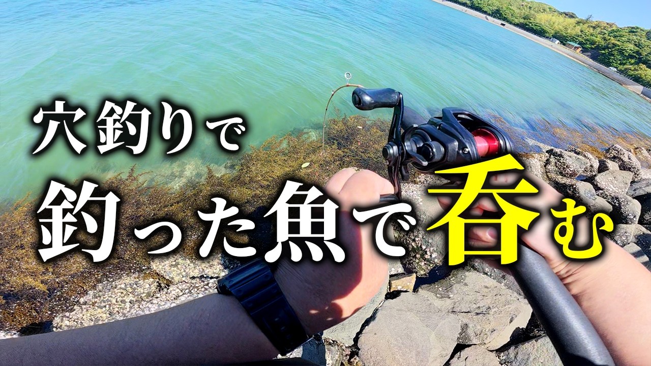 【穴釣り】未開拓の場所でキジハタ釣れた!