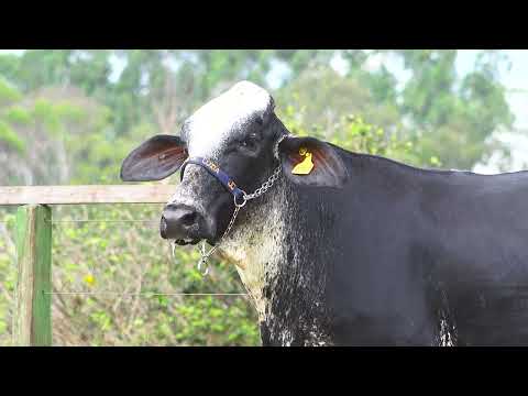 LOTE 111   NIARA FIV BRUISER SANTA LUZIA   5084CO