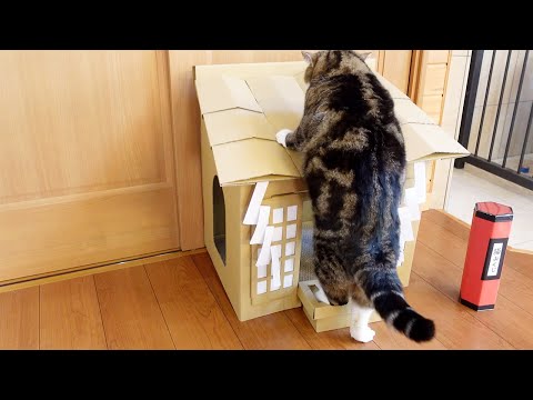 諦めないねこ２。-Maru never gives up 2.-