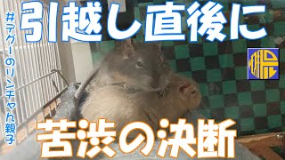 【Degu】引越し直後に大事件！苦渋の決断をしました【デグーのリンチャん親子】