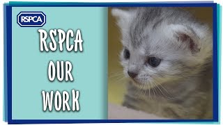 The RSPCA - we are here for all animals!