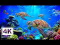 4K Deep Blue Journey 🐠 Stunning Fish and Coral Reef Scenery for Meditation &amp; Stress Relief