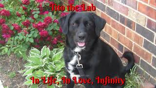 In Loving Memory of Tito Smith Content