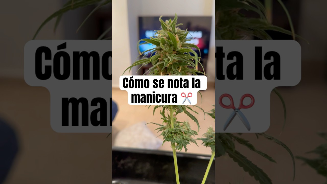 Cómo se nota el manicurado 😂✂️