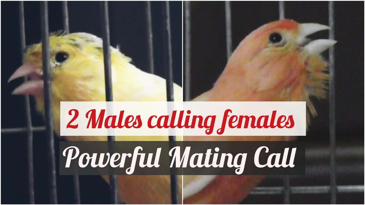 Super Two Males Canary Mating Call Songs - LIVE HD CHAMPION