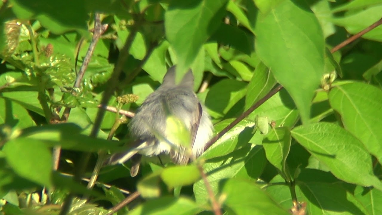 Blue Gray Gnatcatcher preening 