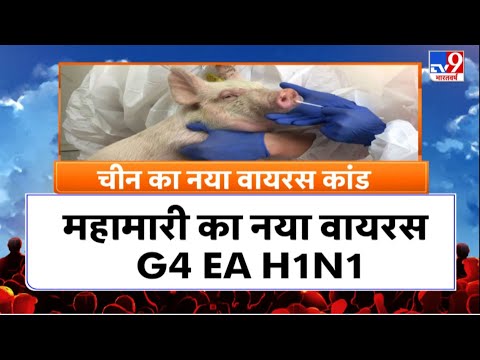 चीन की कंपनी से फिर निकला वायरस, महामारी का नया वायरस G4 EA H1N1