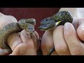 Culebra lisa (Coronella austriaca). Aprendiendo a amar a las serpientes 2. GONZALO.