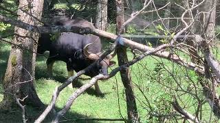 Gaur, biggest Indian buffalo, sighting at Kodaikanal national park