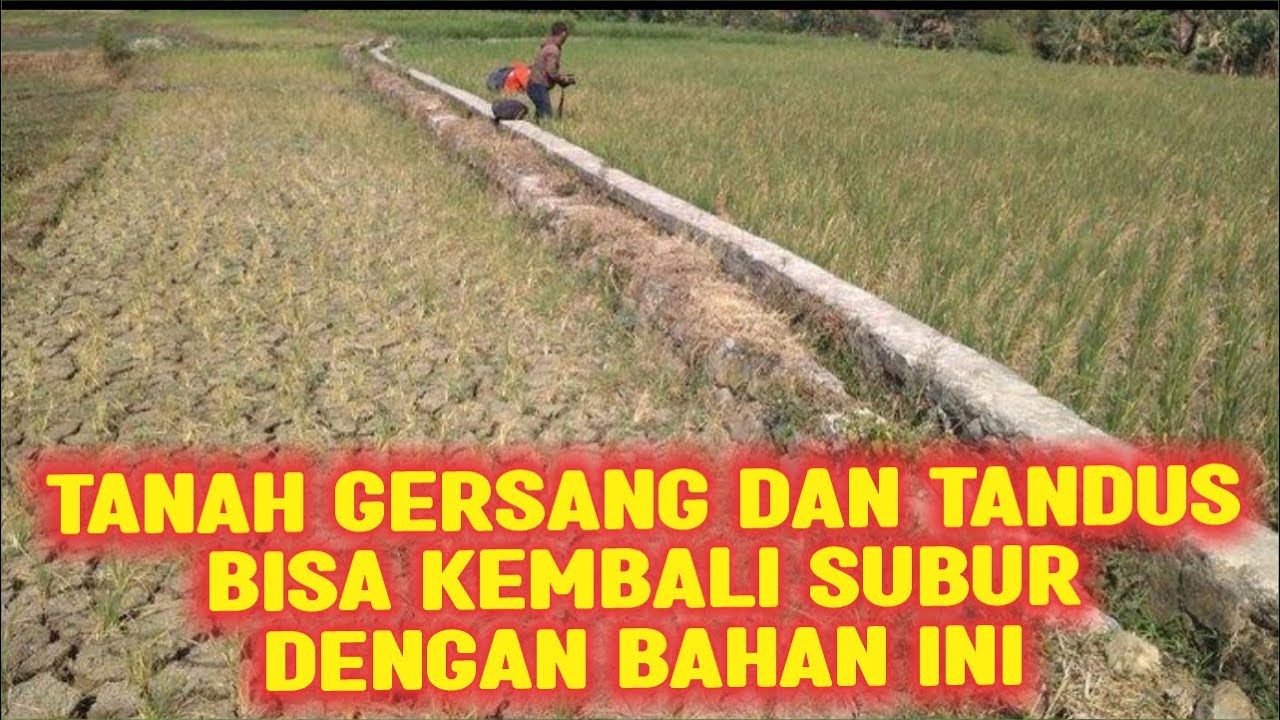 TANAH GERSANG DAN TANDUS BISA KEMBALI SUBUR DENGAN BAHAN INI💯