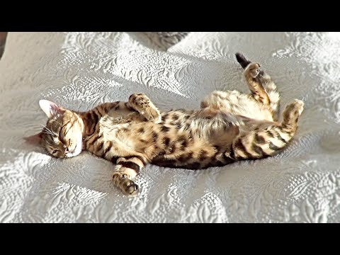 pregnant bengal cat