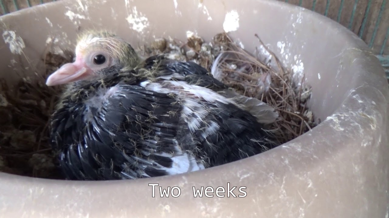 pigeon baby