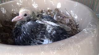 Baby pigeon Time Lapse ( Birmingham Roller)