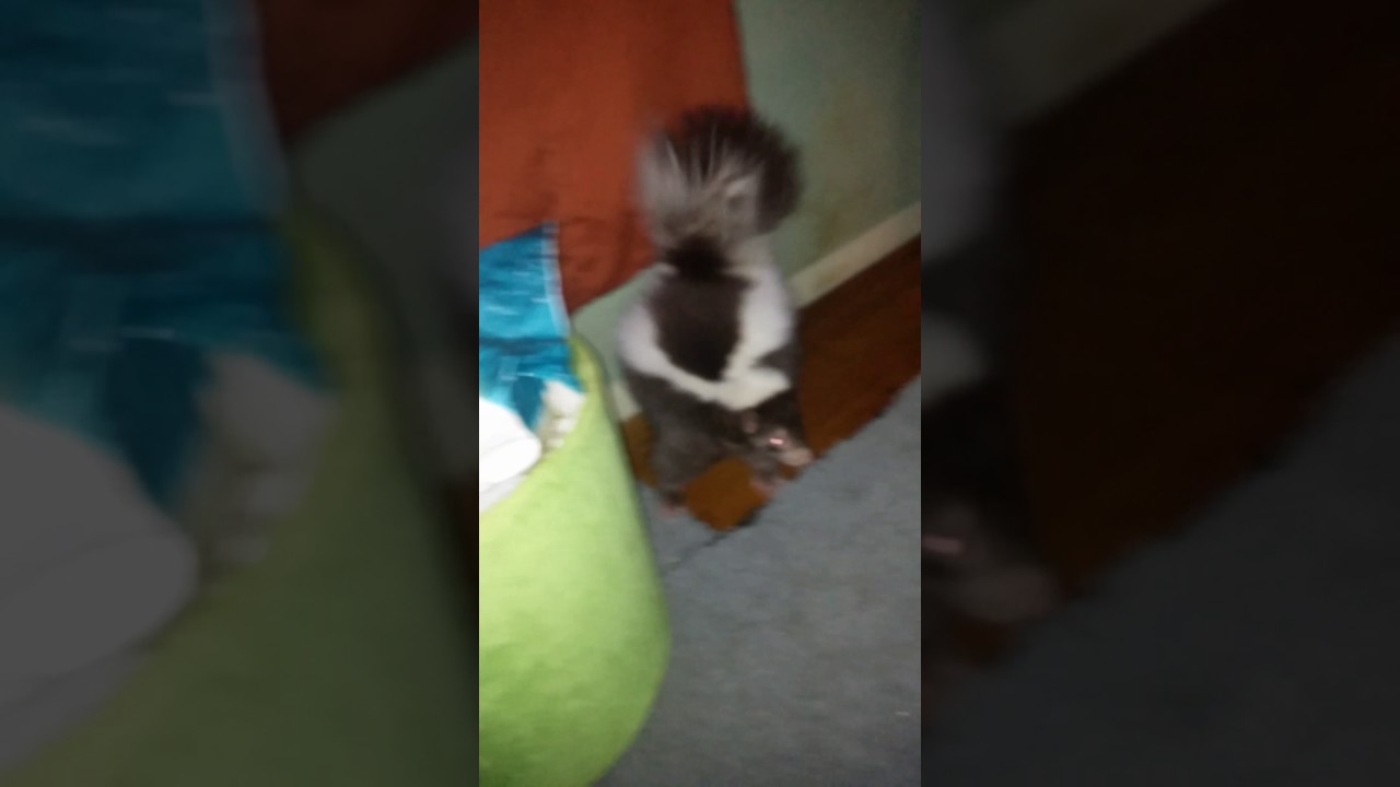 Darwin the chocolate skunk/ gets busted.