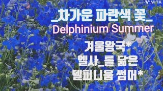 델피니움_썸머#자연발아_및_직파#노지월동_식물#