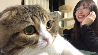 【猫】ママの動画編集を見守る猫【スコティッシュフォールド】