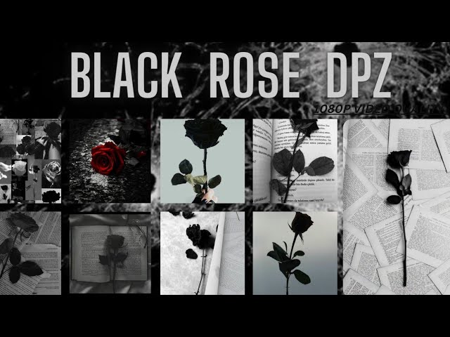 How to make paper flower Black Rose - Beautiful Black Rose flower - DIY -  Paper Crafts 