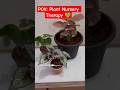 POV: You escape into a world of plants 🌿 #gardeningindia #plants #fyp #pov #shorts #squarefootgarden
