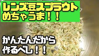 【水耕栽培大学】レンズ豆スプラウトの育て方　100均資材で作ってみて食べてみた