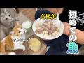 元野良猫たち、高級魚に秒でロックオン！