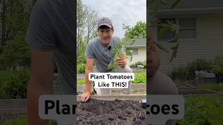 Plant Your Tomatoes Like THIS! #gardening #garden #tomato #gardentips #shorts