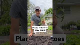 Plant Your Tomatoes Like THIS! #gardening #garden #tomato #gardentips #shorts Resimi