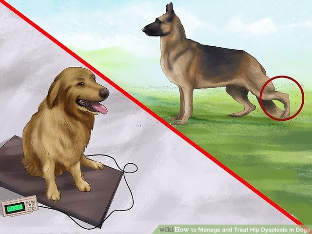 Дисплазия у собак.