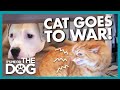 Endless Slap Fights with Dog have Caused this Cat to Flee the Bedroom | It's Me or the Dog