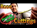 Tricks to Rooting Rose Cuttings Successfully | Why are the Roses Stems Turning Black and Dying