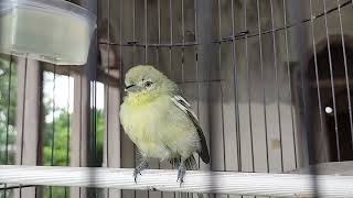 7 Hours Natural Sirtu Bird Song | Relaxing Bird Sounds for Training \u0026 Stimulation