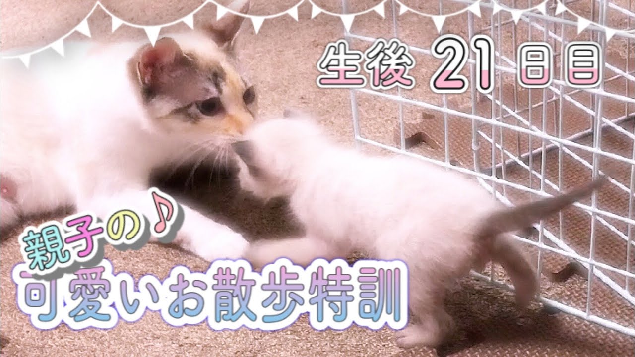 生後21日目 子猫をはじめて散歩に誘うお母さん 未熟児子猫成長日記 Kittens Grow Up Vlog Youtube