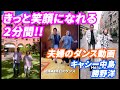 【夫婦deダンス】勝野洋・キャシー中島夫婦が、世界中で踊りつづけるショート動画集!(Part2) この動画で癒されてください!