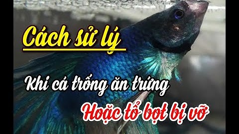 Hitclub | Cách sử lý khi ép cá betta mà cá trống ăn trứng, tổ bọt bị tan vỡ khi bắt cá mái