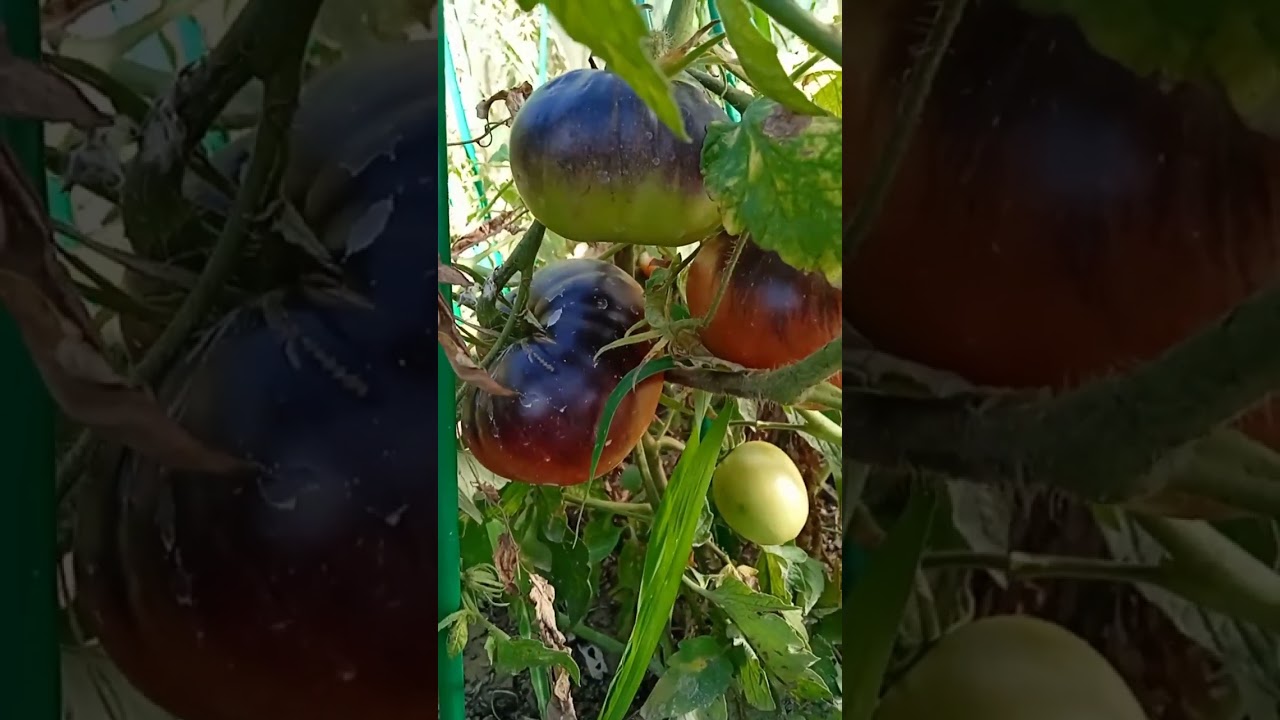 Садовый мир томаты