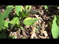 Wild Variegated Plant Hunting ~ First Find of 2023 (Virginia Bluebell)