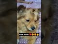 #cutebaby 😍🥰❤️#tarndeng #puppy #vairal#pets#shortvideo #youtubeshort#comedy#cute #cutedog#vairlvidoe