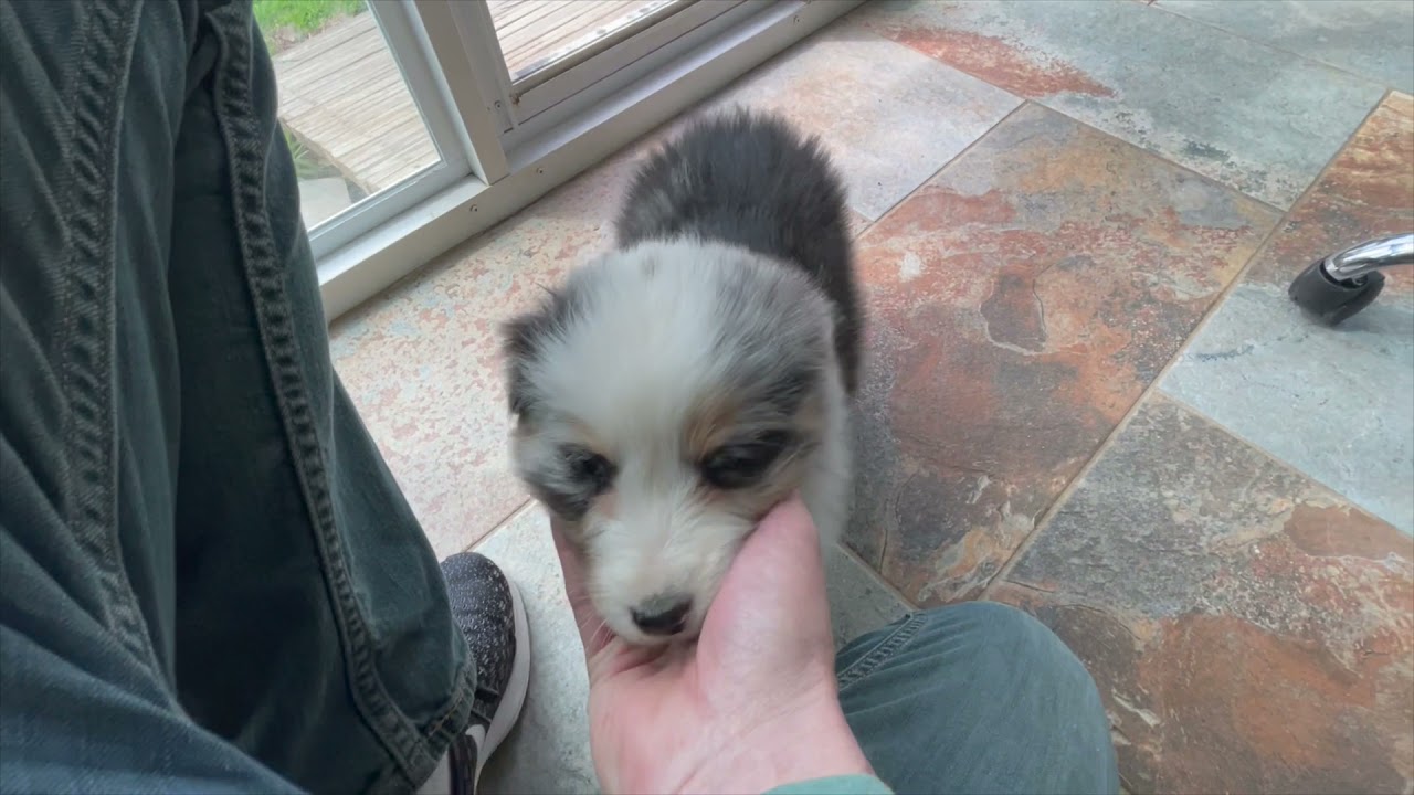 Training your puppy to use a doggie door for the first time