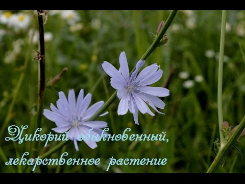 Видео: Цикорий Herb Plants: Советы по выращиванию цикория