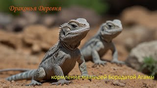 Кормление зверят-малышат Бородатые Агамы