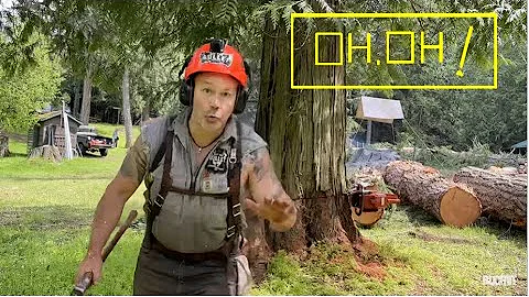 STOP  CUTTING !, Big Tree Turned To Dust By Carpen...