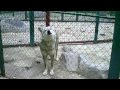 The wolf from haskovos zoo bulgaria