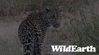 WildEarth - Sunrise Safari - 27 February 2022