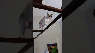 Brave Cat Walks On Bed Canopy Rails #shorts