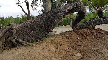 CÂY THIÊN TUẾ ĐỘC NHẤT VN