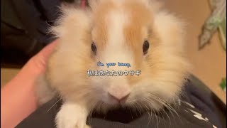 🎶 Bunny - Yerin Baek (feat. Liu the Bunny) 🐰✨