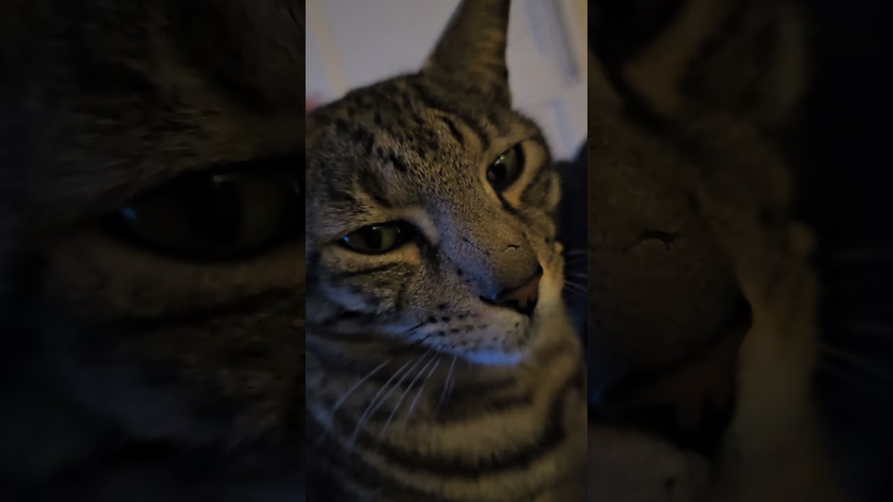 sweet  and loving cat